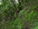 Maunawili Demonstration Trail Waimanalo side